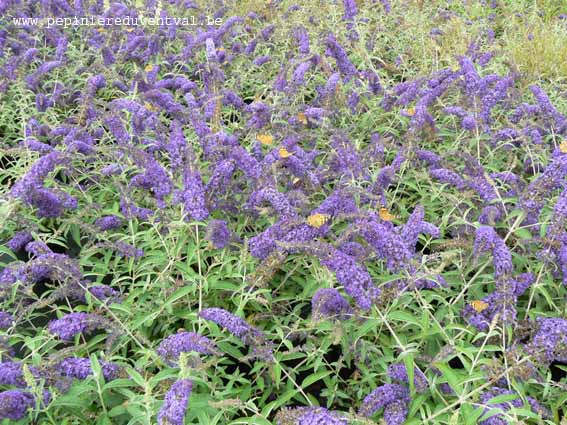 Buddleja Davidii 'Adonis Blue' ('Adokeep')